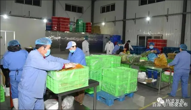 戰(zhàn)疫情 楊凌在行動(dòng)｜蔬菜“動(dòng)起來(lái)” 群眾少跑腿